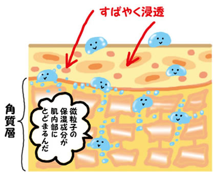 アミノ酸由来のセラミド類似物質を角質層に浸透させます。